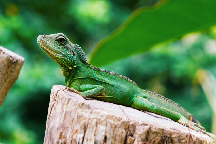 Iguana pequeña