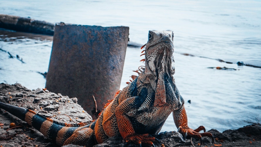 Iguana roja cerca del agua