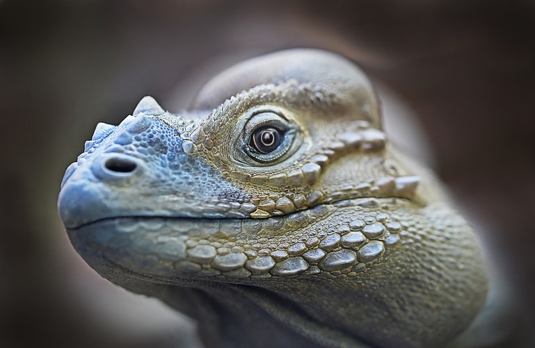 La cara de iguana amarilla