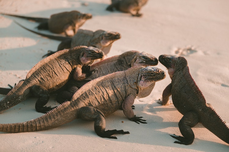 7 iguanas en la arena